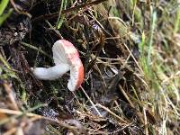 Leratiomyces ceres image