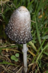 Coprinus comatus image