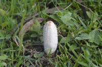 Coprinus comatus image