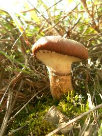 Suillus luteus image