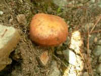 Suillus luteus image