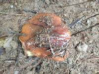 Suillus luteus image