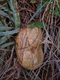 Suillus luteus image