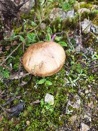 Suillus luteus image