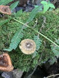 Lentinus crinitus image