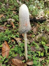 Coprinus comatus image