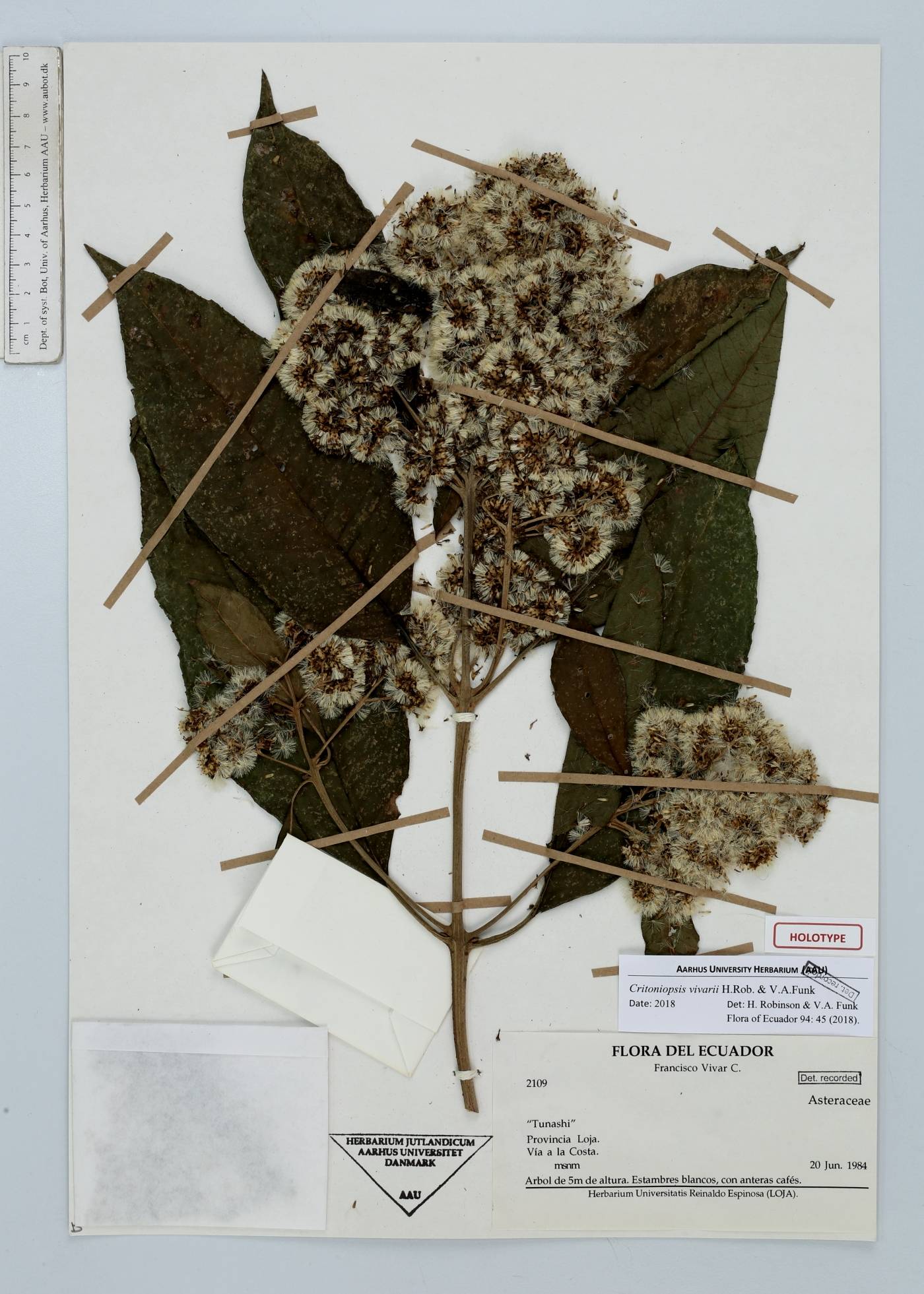 Critoniopsis vivarii image