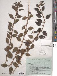 Phenax hirtus image