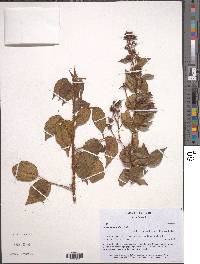 Rubus adenothallus image