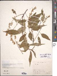 Prunus serotina image