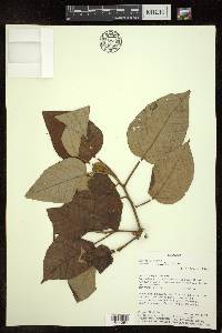 Croton rimbachii image