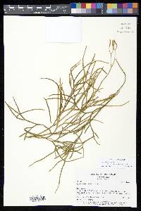 Diphasiastrum thyoides image