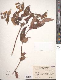 Calceolaria semiconnata image
