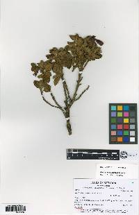 Brachyotum russatum image