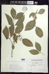 Bunchosia plowmanii image