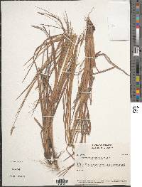 Heteropogon contortus image