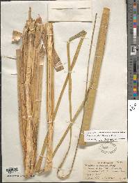 Cortaderia jubata image