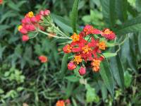 Asclepias curassavica image