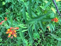 Asclepias curassavica image