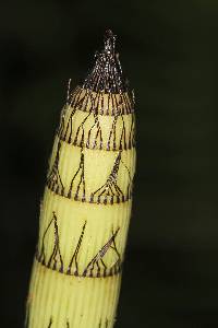 Image of Equisetum giganteum