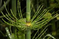 Equisetum giganteum image