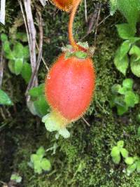 Kohleria affinis image