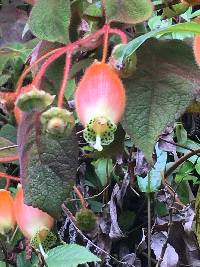 Kohleria affinis image