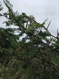 Vachellia macracantha image