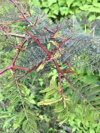 Vachellia macracantha image