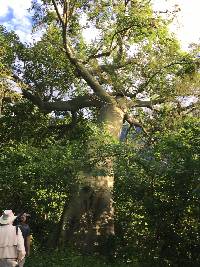 Ceiba trischistandra image