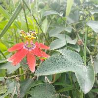 Passiflora manicata image