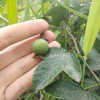 Passiflora manicata image