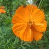 Cosmos sulphureus image