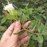 Cantua quercifolia image