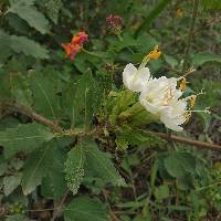 Cantua quercifolia image