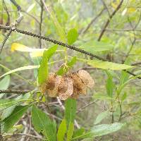 Dodonaea viscosa image