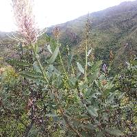 Oreocallis grandiflora image