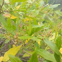 Dodonaea viscosa image