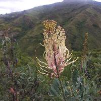 Oreocallis grandiflora image