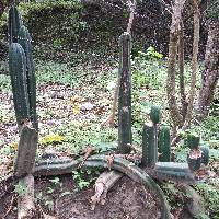 Echinopsis pachanoi image