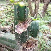 Echinopsis pachanoi image