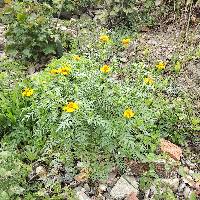 Tagetes erecta image