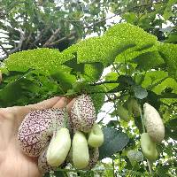 Aristolochia elegans image