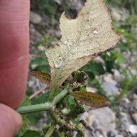 Euphorbia heterophylla image