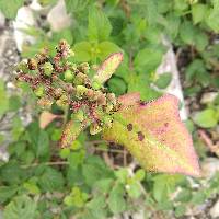 Euphorbia heterophylla image