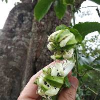 Passiflora edulis image