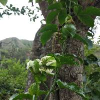 Passiflora edulis image