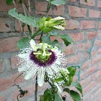 Passiflora edulis image