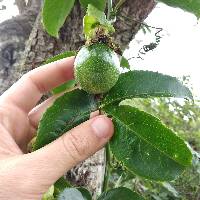 Passiflora edulis image