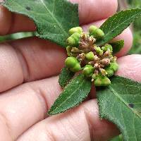 Euphorbia heterophylla image